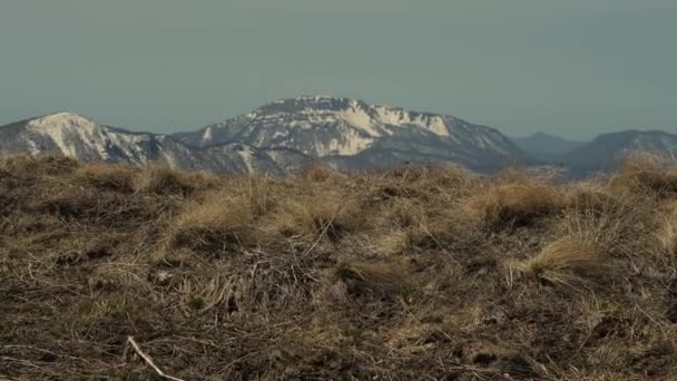 コーカサス山脈の雪の山の範囲の背景に黄色の昨年の草 ハイキングのコンセプト — ストック動画