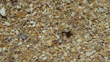 Büyük siyah bir karınca küçük taşlar ve kabuklar üzerinde yürür. Yakın plan.