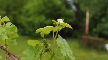 Rüzgarda sallanan yaprakları ve yeşil yaprakları olan bir üzüm dalı. Kamera tepeden tırnağa hareket ediyor. Bulanık arkaplan