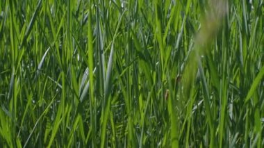 Uzun yeşil çimen çalıları. Kamera hareketi soldan sağa doğru. Seçici Odaklanma