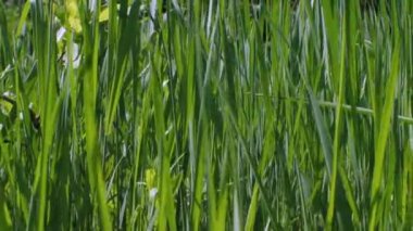 Kamera uzun yeşil çimenlere paralel hareket eder. Seçici Odaklanma