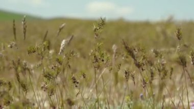 Cynosurus echinatus 'un sapları rüzgarda sallanıyor. Bir yabani ot tarlası rüzgarda sallanıyor. Bulanık arkaplan