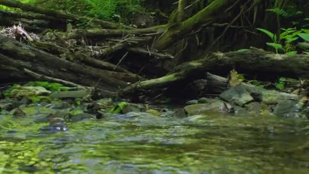Arka Plandaki Orman Deresi Devrilmiş Ağaçların Gövdeleri Taşlardan Oluşuyor Doğayla — Stok video