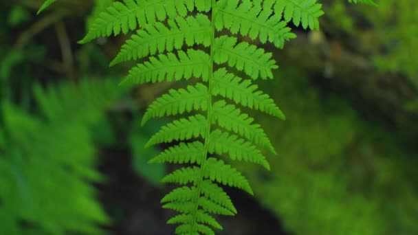 Samambaia Verde Suculenta Close Movimento Câmera Borda Ramo Para Centro — Vídeo de Stock