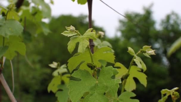 Een Tak Van Druiven Met Jonge Groene Clusters Bladeren Zwaaiend — Stockvideo