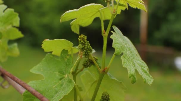 Feuilles Branches Raisin Avec Jeunes Grappes Vertes Raisin Balançant Dans — Video