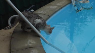 Gri kedi pis bir ev havuzundan su içer.