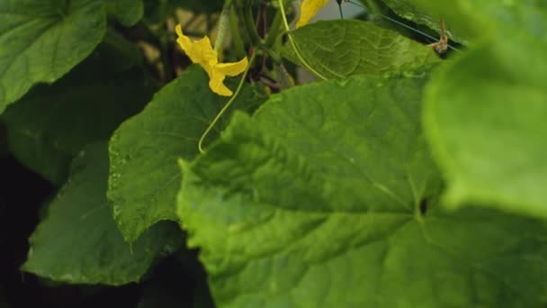 Pepino Flor Arbusto Flores Amarillas Florecen Cultivando Pepinos Invernaderos Concepto — Vídeo de stock