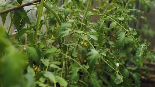 Kamera Domates Çalılarının Arasında Hareket Ediyor Yaprakların Üzerinde Çiy Damlaları — Stok video