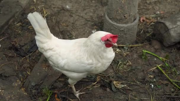 鶏小屋には赤いクレストのついた白い家庭用鶏が立っていて 頭を回しています 農業の概念 — ストック動画