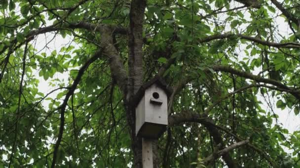 Una Vieja Pajarera Cuelga Del Tronco Árbol Movimiento Cámara Arriba — Vídeos de Stock