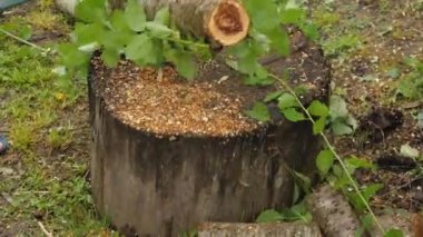 Krasnodar, Krasnodar Bölgesi, Rusya, 28 Mayıs 2021: Bir adam elektrikli testereyle ağaç gövdesini kesiyor. Sandık bir kütüğün üzerinde yatıyor. Talaş farklı yönlere uçar. Yakın plan.