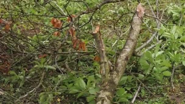 Men Hands Hold Axe Cut Branches Trunk Felled Tree Slow — Stock Video