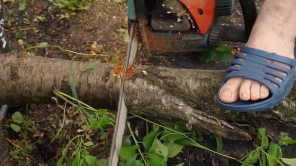 톱으로 나무줄기를 자르는데 그것은 그루터기 톱밥은 방향으로 날아갑니다 슬로우 클로즈업 — 비디오