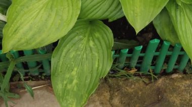 Büyük yeşil hosta yapraklarının yakın çekimi. Su damlacıkları yapraklarda görünür. Kamera baştan aşağı hareket ediyor. Bulanık arkaplan