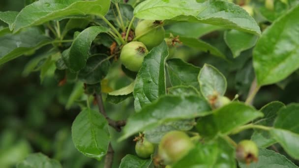 Een Tak Van Een Appelboom Met Kleine Jonge Groene Appels — Stockvideo