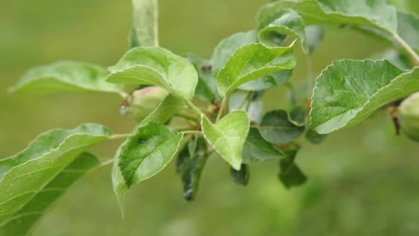 Een Tak Van Een Appelboom Met Jong Groen Fruit Camera — Stockvideo