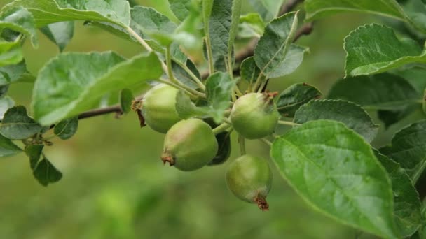 Närbild Äppelträd Gren Med Unga Gröna Frukter Kameran Rör Sig — Stockvideo