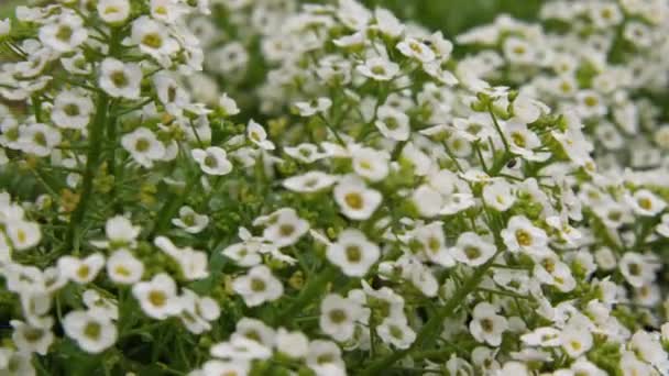 Close Flores Brancas Rosa Lobularia Quintal Folhas Verdes Mostram Gotas — Vídeo de Stock