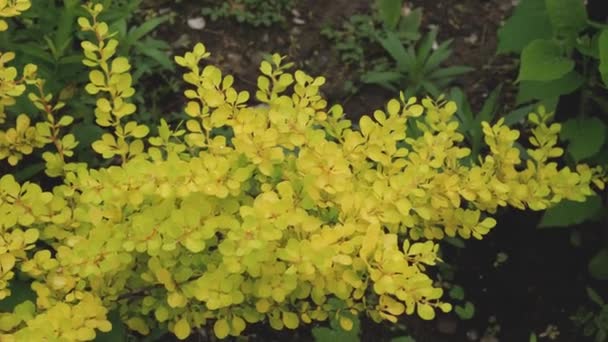 Primo Piano Delle Foglie Gialle Cespuglio Crespino Movimento Della Fotocamera — Video Stock