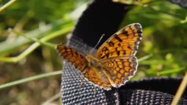 Kelebek Melitaea Phoebe makroda kanatlarını çırpıyor. Vahşi yaşam