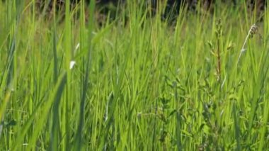 Rüzgarda sallanan güneşin aydınlattığı yemyeşil çimenlerin sapıkları. Yakın plan. Arkaplan Videosu
