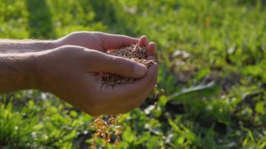 Yavaş çekimde erkek eller hasattan sonra buğday taneleri döker. Yakın plan. Tarım kavramı.