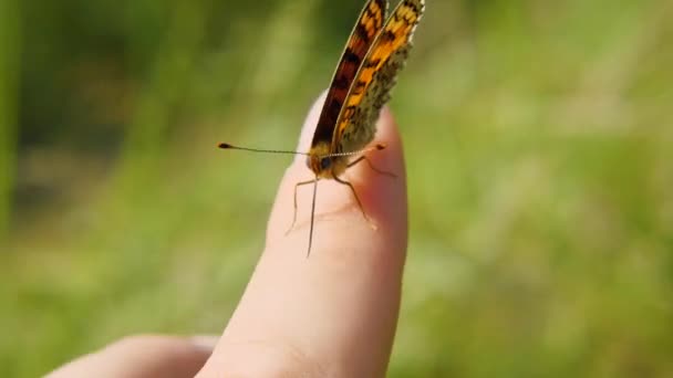 Butterfly Draughtsman Phoebe Sits Her Finger Flaps Her Wings Moves — Stock Video