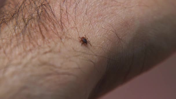 Tick Crawls Man Hairy Arm Macro Dangerous Blood Sucking Insect — Stock Video