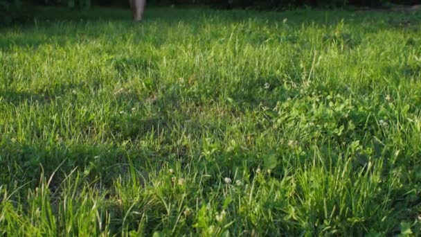 Gün Batımında Yeşil Çimlerde Koşan Bir Kadının Çıplak Ayaklarının Yavaş — Stok video