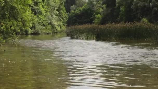 Une Petite Rivière Coule Travers Forêt Dans Eau Des Roseaux — Video