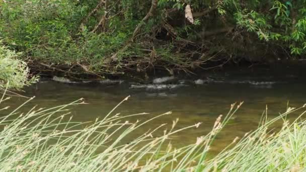 Aliran Sungai Kecil Terhadap Latar Belakang Cabang Dan Akar Willow — Stok Video