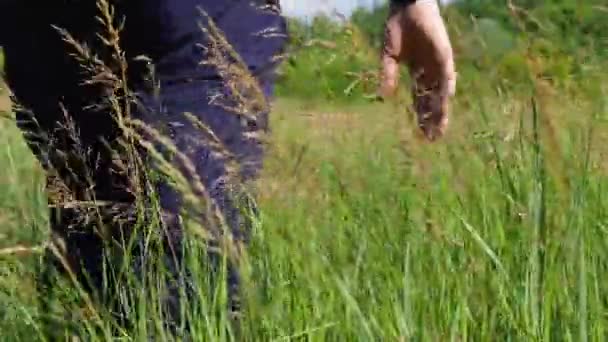 Hombre Con Espalda Cámara Camina Través Hierba Alta Balanceándose Viento — Vídeos de Stock