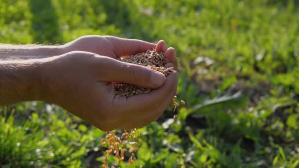Повільний Рух Чоловічі Руки Наливають Зерна Пшениці Після Збирання Крупним — стокове відео