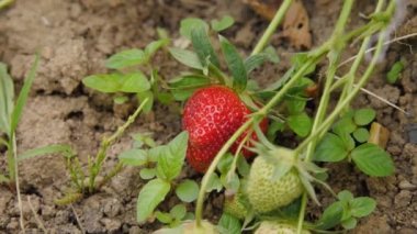 Olgun kırmızı ve yeşil bir çileğin tek bir çalılıktaki yakın çekimi. Yavaş kamera hareketi