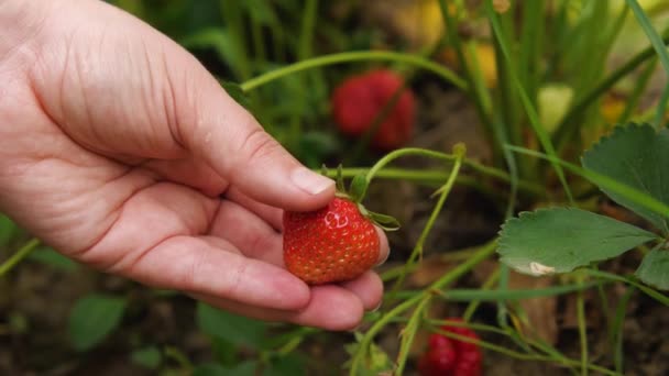 Handen Van Een Boerenvrouw Plukken Aardbeien Hun Veld Plukken Van — Stockvideo