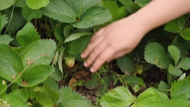 Close Das Mãos Menina Fazendeiro Pegando Morangos Maduros Arbusto Morangos — Vídeo de Stock