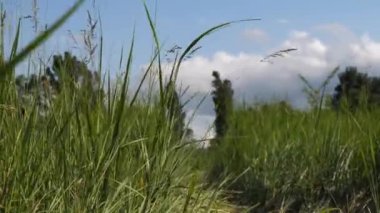 Uzun yeşil çimenler rüzgarda sallanıyor mavi bulutlu gökyüzüne karşı. Yakın plan.