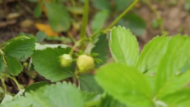 Una Mano Humana Recoge Fresas Maduras Los Arbustos Fresas Granja — Vídeo de stock