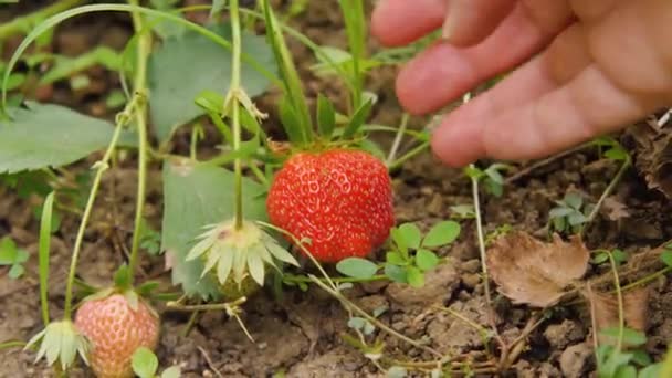 庭から熟した赤いイチゴを詰め込んだ少女の手のスローモーションビデオ 接近中だ 農業の概念 — ストック動画