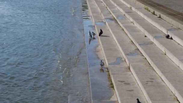 Piccioni Camminano Volano Sulle Scale Del Argine Del Fiume Paesaggio — Video Stock