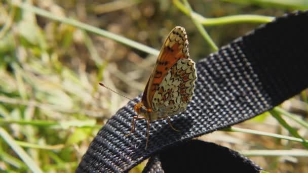 Mariposa Melitaea Phoebe Sienta Sobre Una Correa Negra Mueve Proboscis — Vídeo de stock