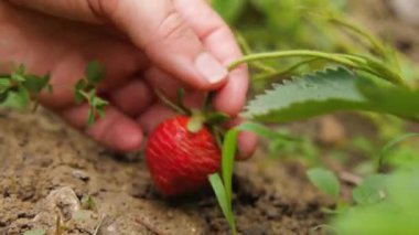 Bir kadının eli yerden kırmızı bir çilek toplar ve sonra onu bir çalılıktan koparır. Çiftlik çilekleri. Yakın plan.