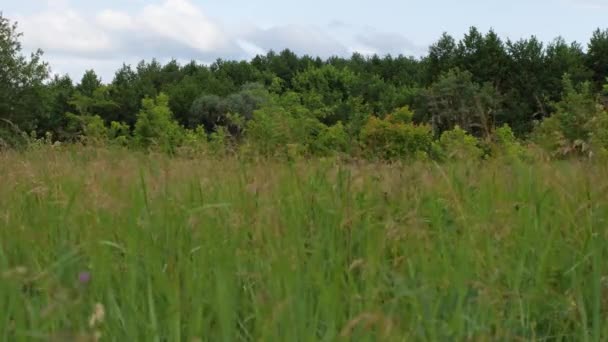 在森林和天空的背景下 慢动作的绿草在风中摇曳 后续行动 — 图库视频影像