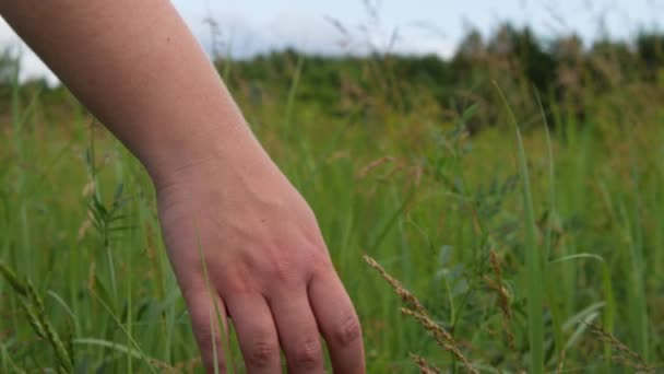 一个女人的手抚摸着高高的草地的顶部 静态框架 — 图库视频影像
