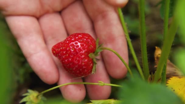 Video Rallentatore Una Donna Che Strappa Una Fragola Matura Cespuglio — Video Stock