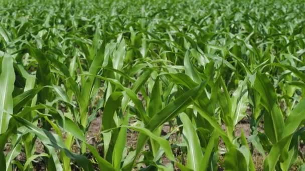 Campo Maíz Joven Las Hojas Verdes Mueven Viento Movimiento Cámara — Vídeos de Stock