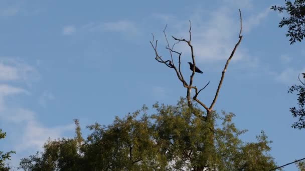 Black Crow Sits Branch Dry Tree Poops Wildlife Concept — Stock Video