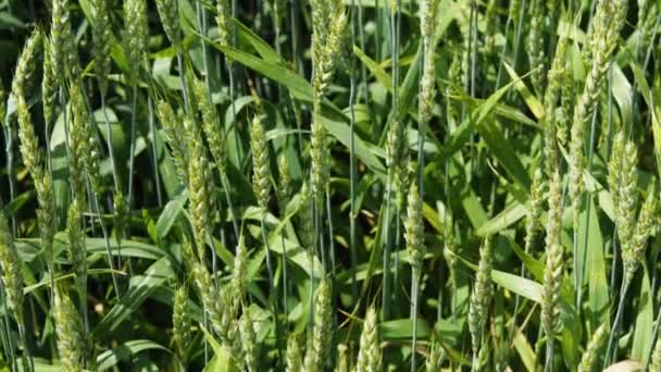 Close Green Wheat Stalks Moving Wind Camera Movement Bottom Top — Stock Video