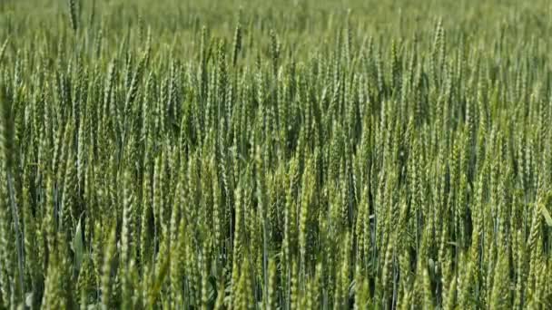 一片嫩绿的麦田 小穗在风中容易摆动 背景图像 农业的概念 — 图库视频影像